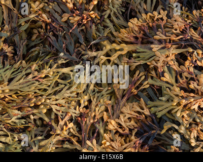 Fucus alga marina sulla spiaggia in inglese Foto Stock