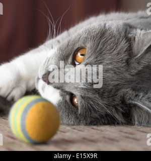 Piccola Bellezza - British Shorthair Cat giocando con sfera Foto Stock