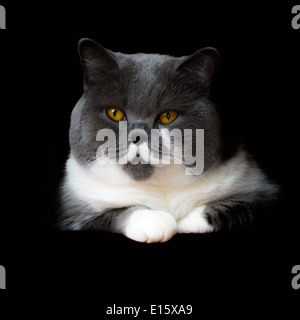 Piccola Bellezza - British capelli corti Cat, isolato su nero Foto Stock