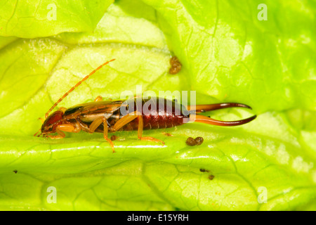 Comune o Unione Earwig, Forficula auricularia. Sulla lamina Foto Stock