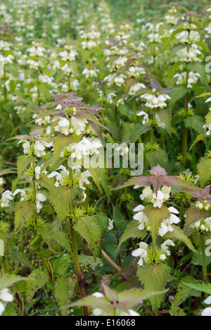 Lamium album (bianco morti di ortica) Foto Stock