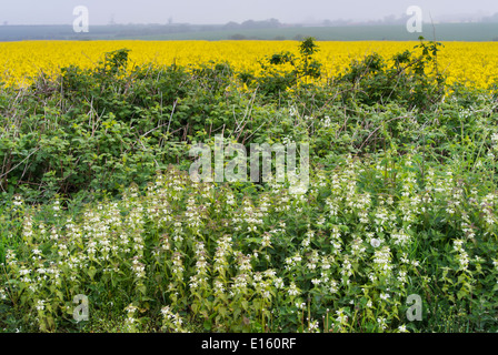 Lamium album (bianco morti di ortica) Foto Stock