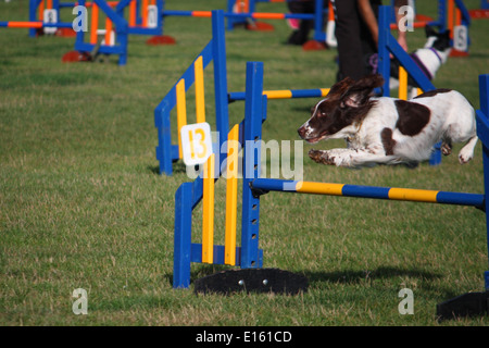 Un tipo di lavoro english springer spaniel gundog pet jumping un salto di agilità Foto Stock