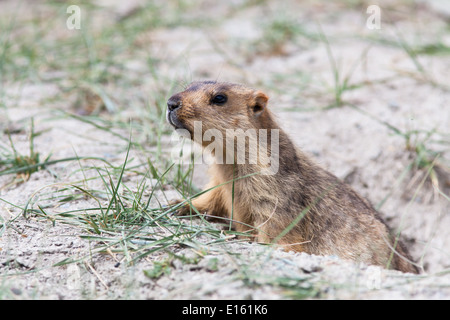 La marmotta all'ingresso burrow (dalla regione di Rumtse, Ladakh, Jammu e Kashmir, India) Foto Stock