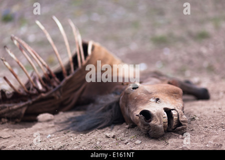 Cadavere di cavallo morto disteso sul terreno in montagna sul sentiero tra Rumtse e Tso Kar, Ladakh, Jammu e Kashmir India Foto Stock