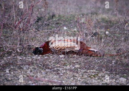 Un fagiano morto in attesa di essere raccolti su un tiro Foto Stock