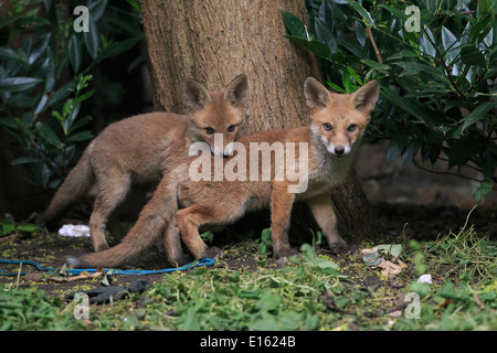 Fox cubs giocando Foto Stock