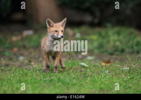 Fox cub rendendo un aspetto in un giardino di Londra Foto Stock