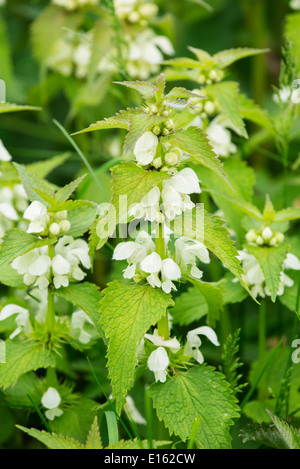 Lamium album (bianco morti di ortica). Foto Stock