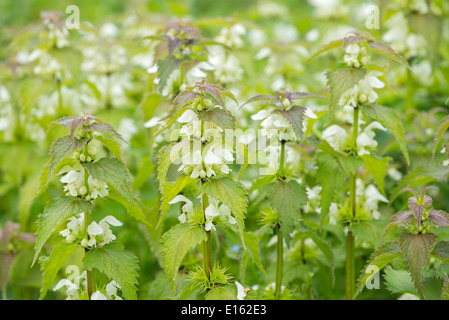 Lamium album (bianco morti di ortica). Foto Stock