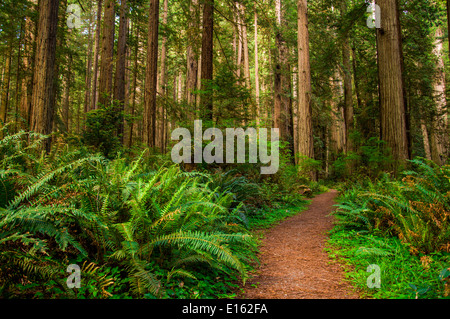 Alberi giganti e un percorso di trekking nella foresta di Redwood Foto Stock