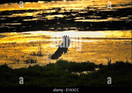 Carrion crow (Corvus corone) in volo Foto Stock