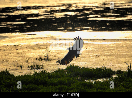 Carrion crow (Corvus corone) in volo Foto Stock