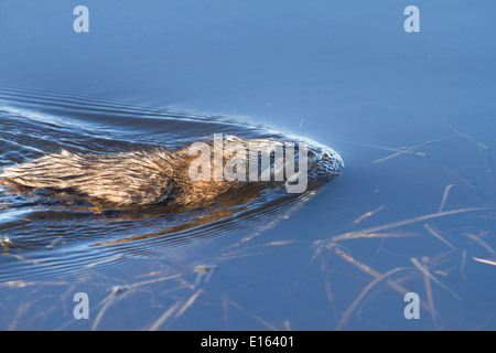 Topo muschiato (Ondatra zibethicus) Nuoto, nel profondo blu del lago di acqua, il suo habitat naturale. Foto Stock