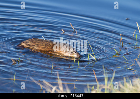 Topo muschiato (Ondatra zibethicus) Nuoto, nel profondo blu del lago di acqua, il suo habitat naturale. Foto Stock