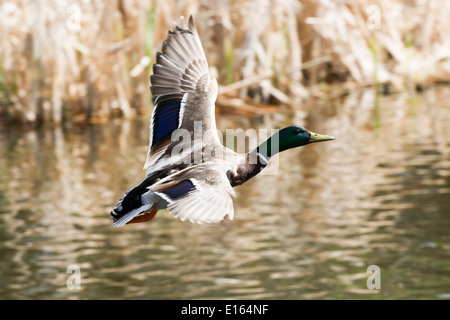 Un maschio di Mallard duck volando sopra un laghetto Foto Stock