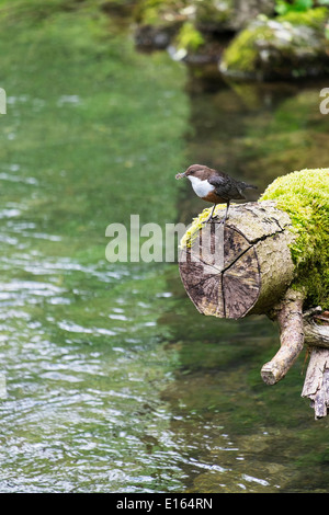 Il bilanciere, Cinclus cinclus, adulti con becco pieno di acqua a carico degli insetti per alimentazione dei giovani, fiume Lathkill, Peak District Foto Stock