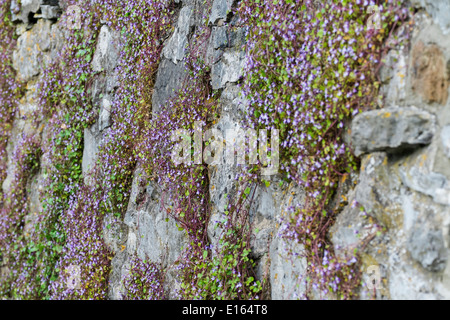 Cymbalaria muralis, edera-lasciava toadflax o Kenilworth ivy, crescente sul muro di pietra. Foto Stock