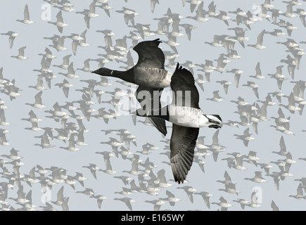 Brent Goose - Branta bernicla - pale-gara panciuto e dark-gara panciuto. Foto Stock