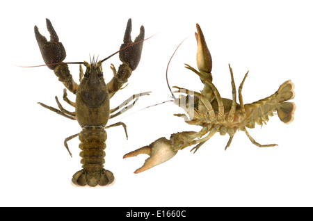 Bianco-artigliato il gambero di fiume - Austropotamobius pallipes Foto Stock