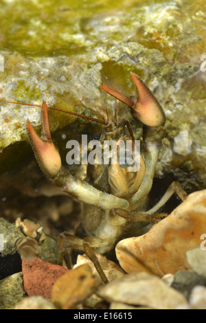 Bianco-artigliato il gambero di fiume - Austropotamobius pallipes Foto Stock