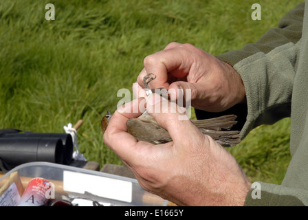 Capinera femmina essendo inanellato - Sylvia atricapilla Foto Stock