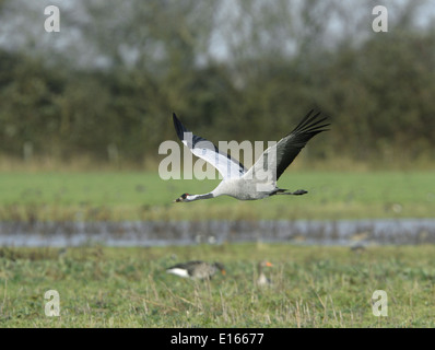 Comune - Gru grus grus Foto Stock