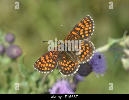 Heath Fritillary Melitaea athalia Foto Stock