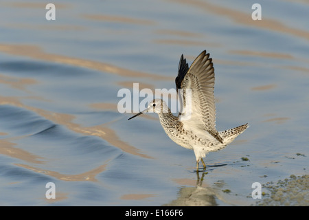 Marsh Sandpiper Tringa stagnatilis Foto Stock