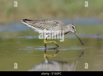 A breve fatturati - Dowitcher Limnodromus griseus Foto Stock