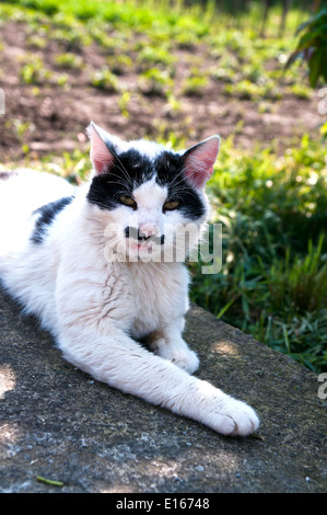 Gatto con un divertente di baffi, giacente su calcestruzzo Foto Stock