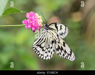 Idea leuconoe - l'aquilone di carta e carta di riso, o Grande Albero Nymph butterfly , Aka Isola, Kerama Islands, Okinawa, in Giappone Foto Stock