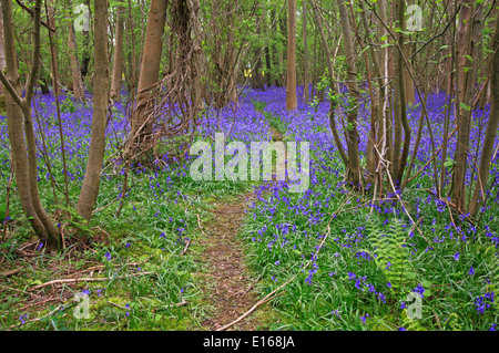 Un tappeto di bluebells in un antico bosco a Foxley, Norfolk, Inghilterra, Regno Unito. Foto Stock