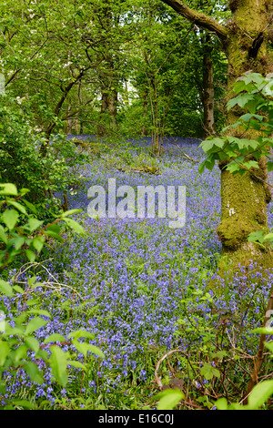 Fioritura tardiva bluebells nel Lake District Cumbria Regno Unito Foto Stock