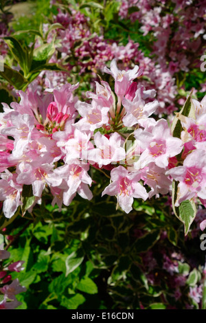 Praecox Weigela 'variegata' in fiore Foto Stock