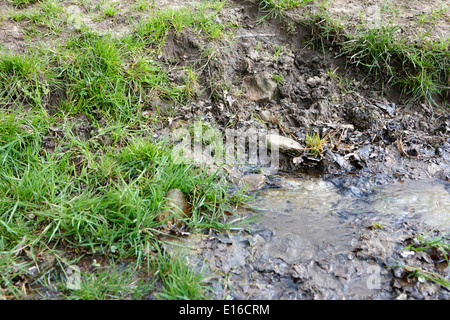 Fresca acqua sorgiva gorgogliamento fuori la fonte di massa northumberland regno unito Foto Stock