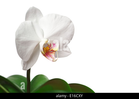 Fiore orchidee isolati su sfondo bianco Foto Stock