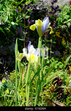 Iridi olandese, Iris hollandica "Oriental bellezza' in fiore Foto Stock