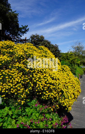 Genista hispanica ( scopa spagnola ) in fiore Foto Stock