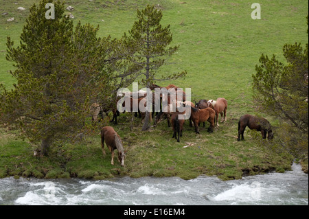 Cavalli al Noguera Pallaresa fiume all'Es Bandolers Montagne in provincia di Lleida Catalogna Spagna Foto Stock