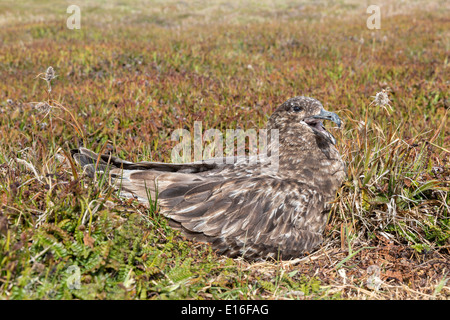 Falkland Skua sat sul nido Foto Stock