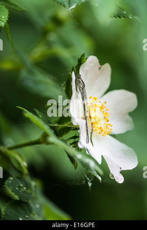 Femmina blu comune fanciulla volare in appoggio su una Rosa Canina a Fairburn Ings Castleford Yorkshire England Regno Unito Regno Unito Foto Stock