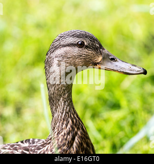 Primo piano della testa e collo lungo femminile di Mallard Duck nel bosco a Fairburn Ings vicino a Castleford Yorkshire England Regno Unito Foto Stock