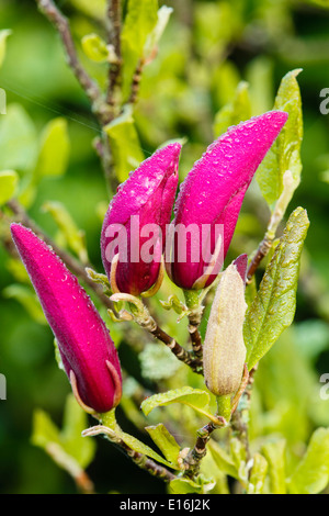 Fiore, tulip magnolia (Magnolia soulangeana x), cultivar amabilis con gocce di pioggia Foto Stock