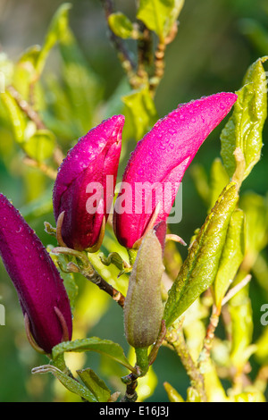 Fiore, tulip magnolia (Magnolia soulangeana x), cultivar amabilis con gocce di pioggia Foto Stock