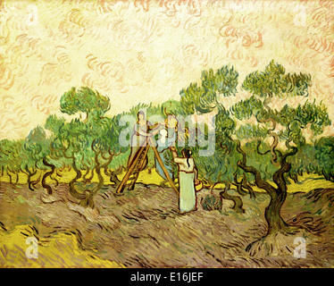 Le donne raccogliere le olive di Vincent Van Gogh, 1889 Foto Stock