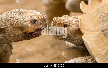 Token regalo e tenuto tra il maschio e la femmina spronato africana tartarughe Geochelone sulcata in un zoo in Costa Rica Foto Stock