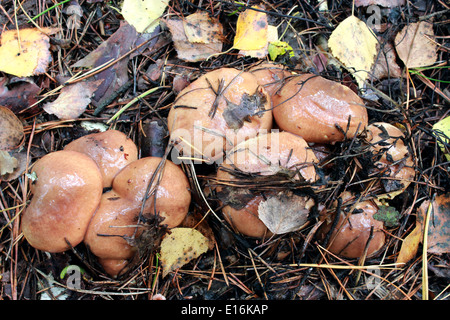 Nizza di funghi Suillus nella foresta Foto Stock