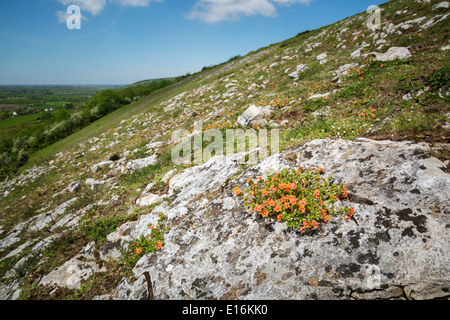 Scarlet Pimpernel Anagallis arvense in crescita in un mercato di nicchia nel carbonifero roccia calcarea ad uncino picco nella western Mendips REGNO UNITO Foto Stock