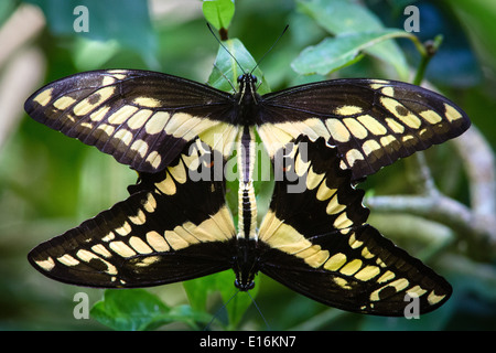 Coniugata coppia di gigante a coda di rondine farfalle Papilio cresphontes Costa Rica Foto Stock